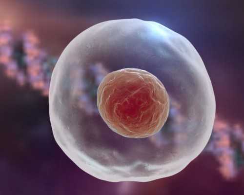 国内代孕费用,供卵试管做宫腔镜短租